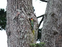 Platycercus eximius eximius