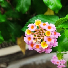 Lantana × strigocamara