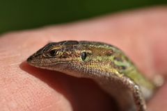 Psammodromus occidentalis