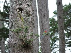 Platycercus eximius eximius