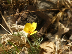 Eschscholzia californica