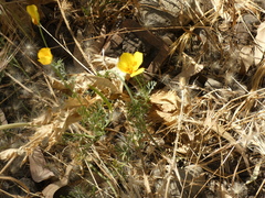 Eschscholzia californica