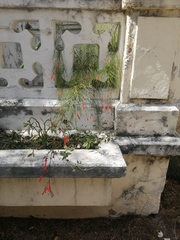 Russelia equisetiformis