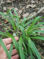 Carex laxiflora
