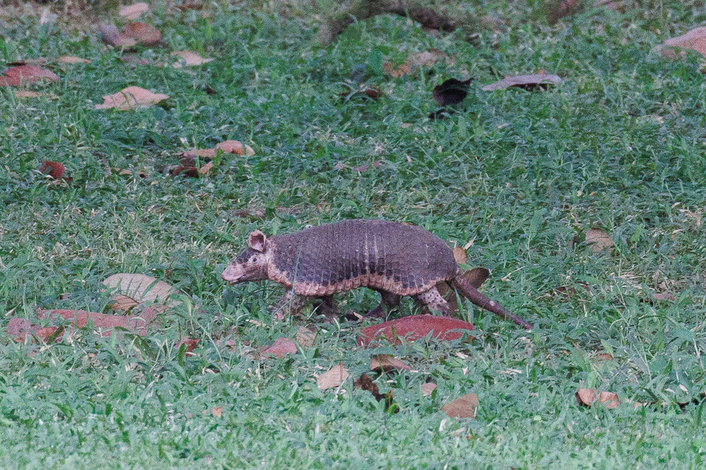 Northern Naked-tailed Armadillo