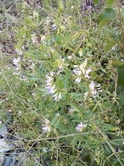 Vicia biennis