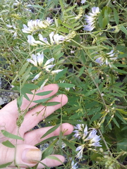Vicia biennis