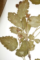 Rubus frondosus