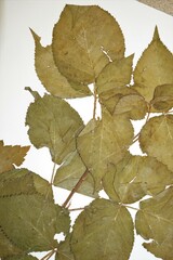 Rubus frondosus