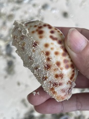 Cypraea tigris