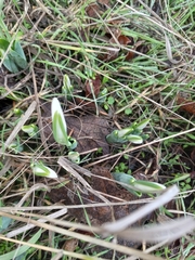 Galanthus elwesii