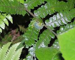 Vitreorana uranoscopa