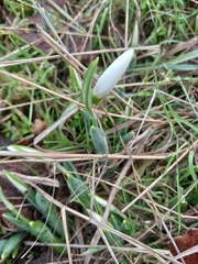 Galanthus elwesii