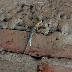 Liolaemus tenuis