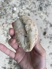 Cypraea tigris