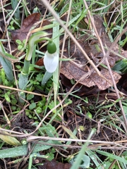 Galanthus elwesii