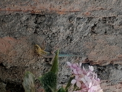 Liolaemus tenuis