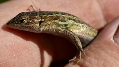 Psammodromus occidentalis