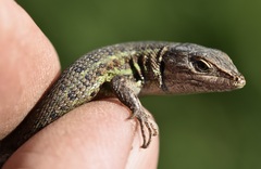 Psammodromus occidentalis