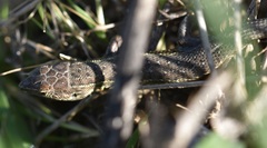 Psammodromus occidentalis