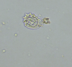 Odontochlamys gouraudi