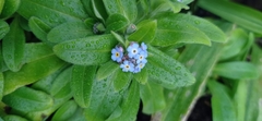 Myosotis maritima