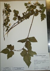 Rubus frondosus