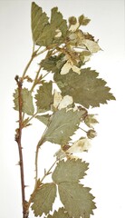 Rubus frondosus