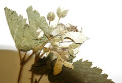 Rubus frondosus