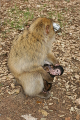 Macaca sylvanus