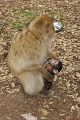Macaca sylvanus