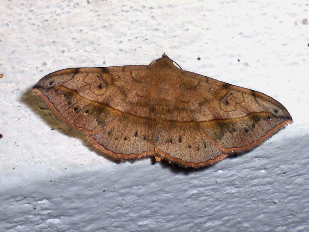 Eulepidotinae