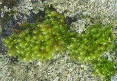 Homalothecium sericeum