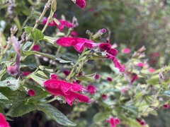 Salvia nervata