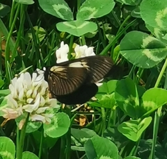 Altinote ozomene nox