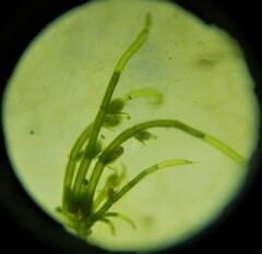 Chara diaphana