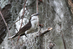Campylorhynchus griseus