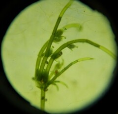 Chara diaphana