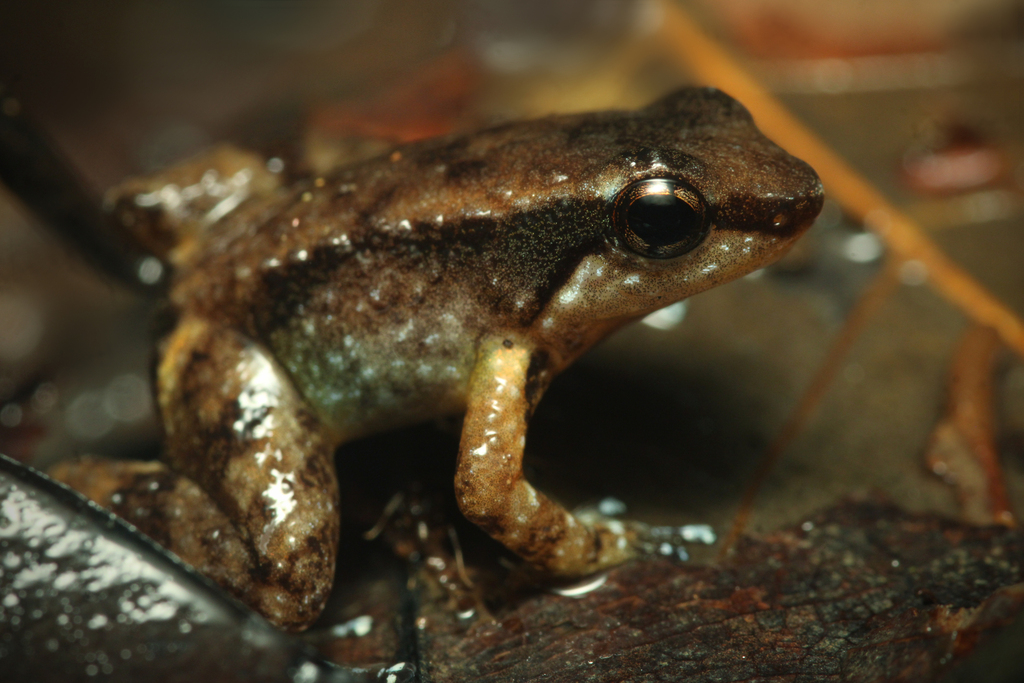 Suriname Rocket Frog