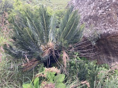 Encephalartos ghellinckii