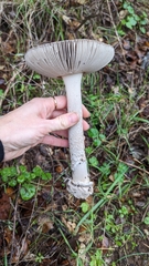 Amanita protecta