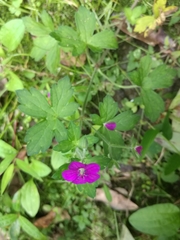 Geranium nepalense thunbergii
