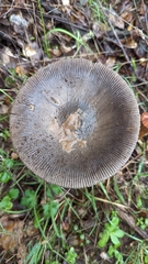 Amanita protecta