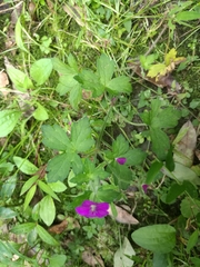 Geranium nepalense thunbergii