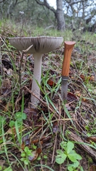 Amanita protecta
