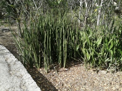 Sansevieria cylindrica