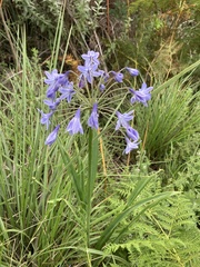 Agapanthus campanulatus