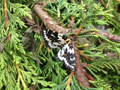 Abraxas grossulariata