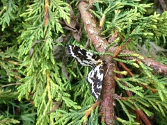 Abraxas grossulariata