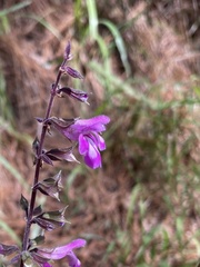 Salvia carnea